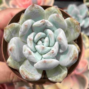 Echeveria Sang-A X Echeveria Sugar Heart (koreana)