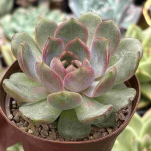 Echeveria Controlling Blue Berry (koreana)