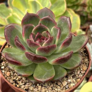 Echeveria Purple Diamond (Koreana)