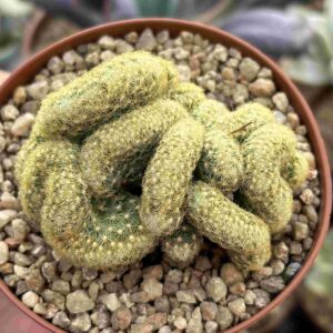 Mammillaria elongata cristata (Cactus Cerebro)