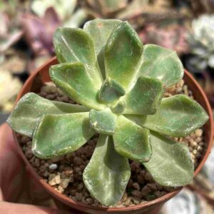 Echeveria Setosa var. Oteroi