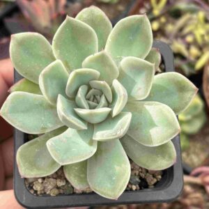 Echeveria Alfred