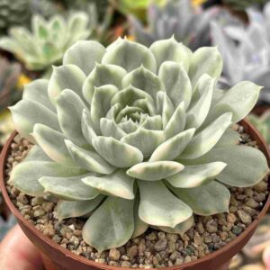 Echeveria Onslow Variegada (koreana)