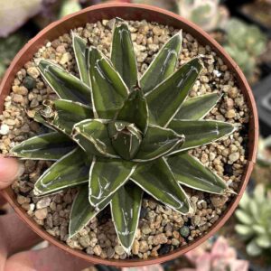 Agave Victoriae Reginae Variegado