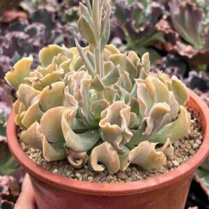 Echeveria Nichi (XL)