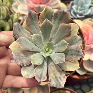 Echeveria Rippling Waters Variegada