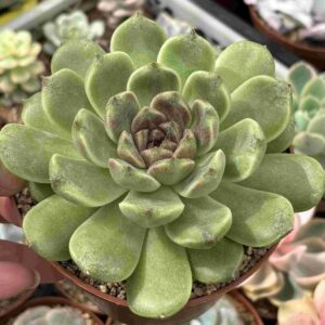 Echeveria Black San Beach (koreana)