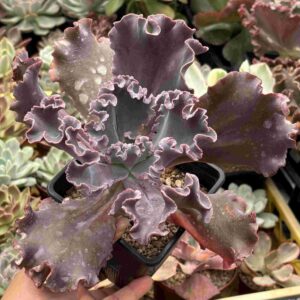 Echeveria One Up (carunculada, XXL)
