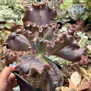 Echeveria Thanos (carunculada, XXL)