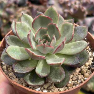 Echeveria Black Tan (w)