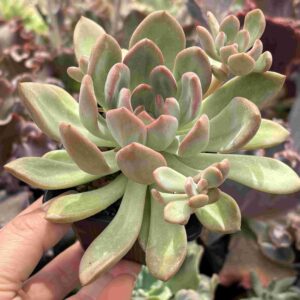 Graptoveria Glass Beads