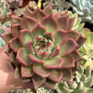 Echeveria Red Dragon (koreana)