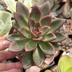 Echeveria Delight Rose (koreana)