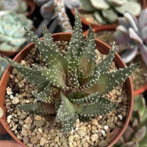 Haworthia Liliaceae
