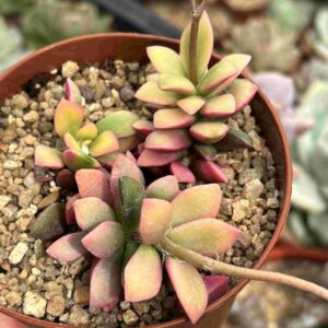 Anacampseros Telephiastrum f. variegado 'Sunrise'