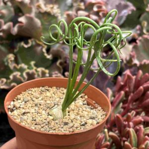 Albuca Spiralis