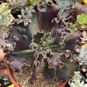 Echeveria Moniang (carunculada, XXL)