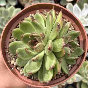Echeveria Dark Jelly (w)