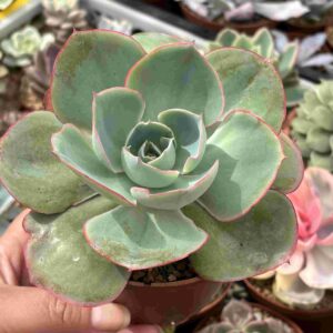 Echeveria Codigo Da Vinci