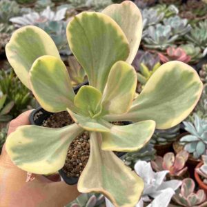 Echeveria Montreal