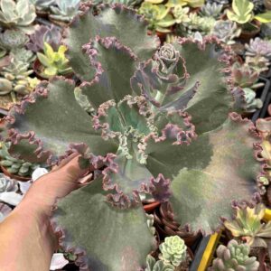 Echeveria Chantilly Maria Antonieta