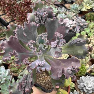 Echeveria Feather (carunculada, XXL)