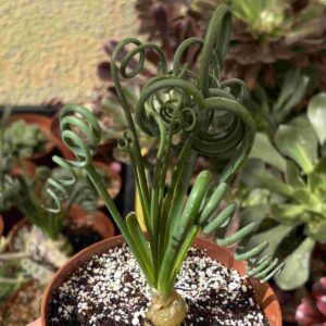 Albuca Spiralis