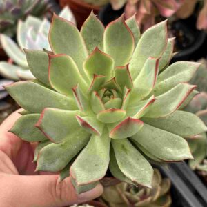 Echeveria Copos de Hada