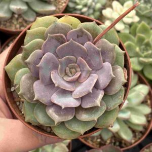 Echeveria Pink Butterfly (koreana)