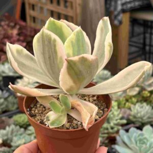 Echeveria Sweet Snow Variegada (con hijito)