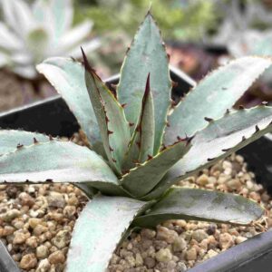 Agave Attenuata Blue Emperor