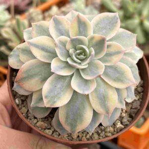Echeveria Subsessilis Variegada