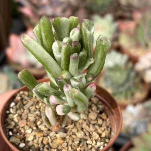 Crassula Ovata Gollum Variegada