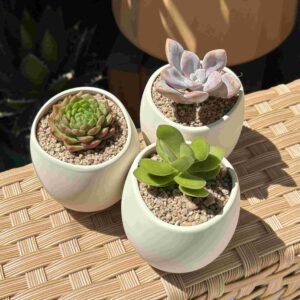 10 Souvenir Maceta Cerámica (Blanca)