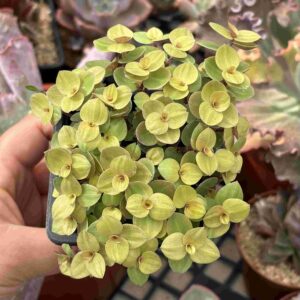 Callisia Repens Gold