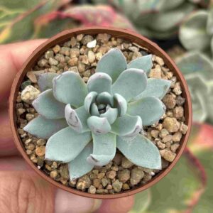 Echeveria Peacockii
