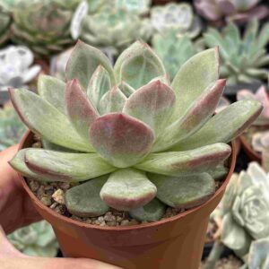 Echeveria Champagne White