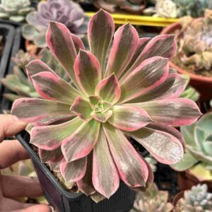 Aeonium Pink Witch Silk