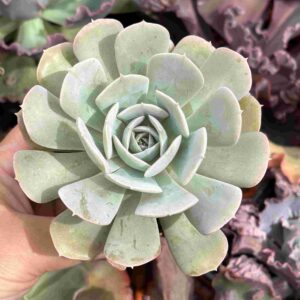 Echeveria Runyonii Dr. Butterfly