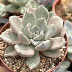 Echeveria Beverley