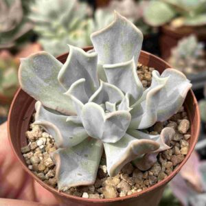 Echeveria Thriller Pearl (carunculada)