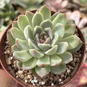 Echeveria Black Purple (w)