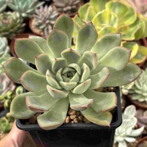 Echeveria Pulidonis