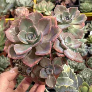 Colonia Graptoveria Mr. Richard