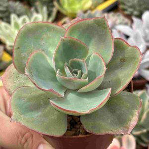 Echeveria Codigo Da Vinci