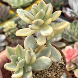 Graptoveria Gran Palace Variegada