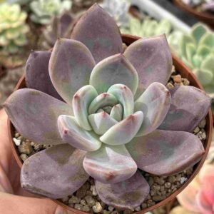 Echeveria Champagne Red Wine