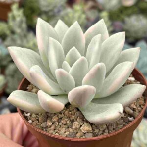 Graptoveria Opalina Variegada