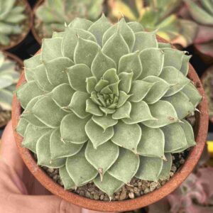 Graptoveria Silver Star