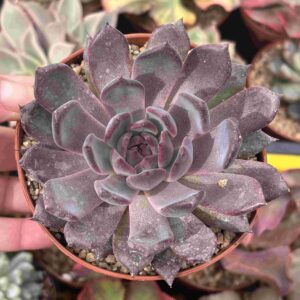 Echeveria Black Pearl (koreana)